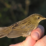 Common Grasshopper Warbler